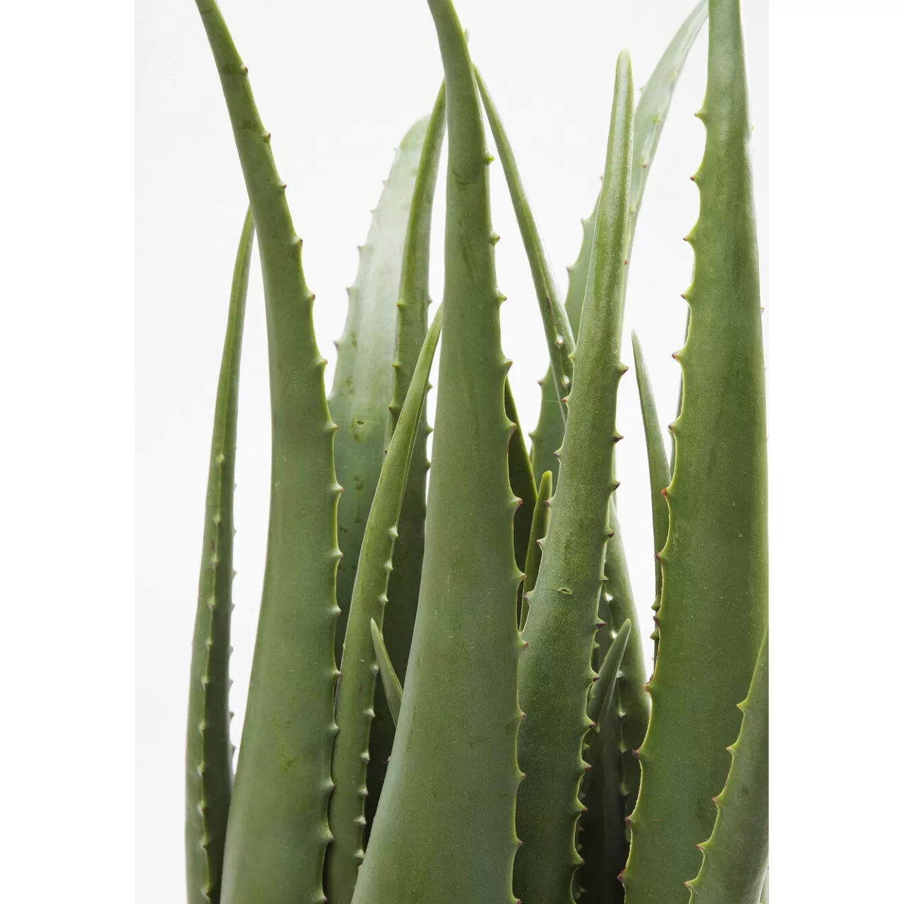 Plante Décorative Aloe 69Cm*KARE Design Flash Sale