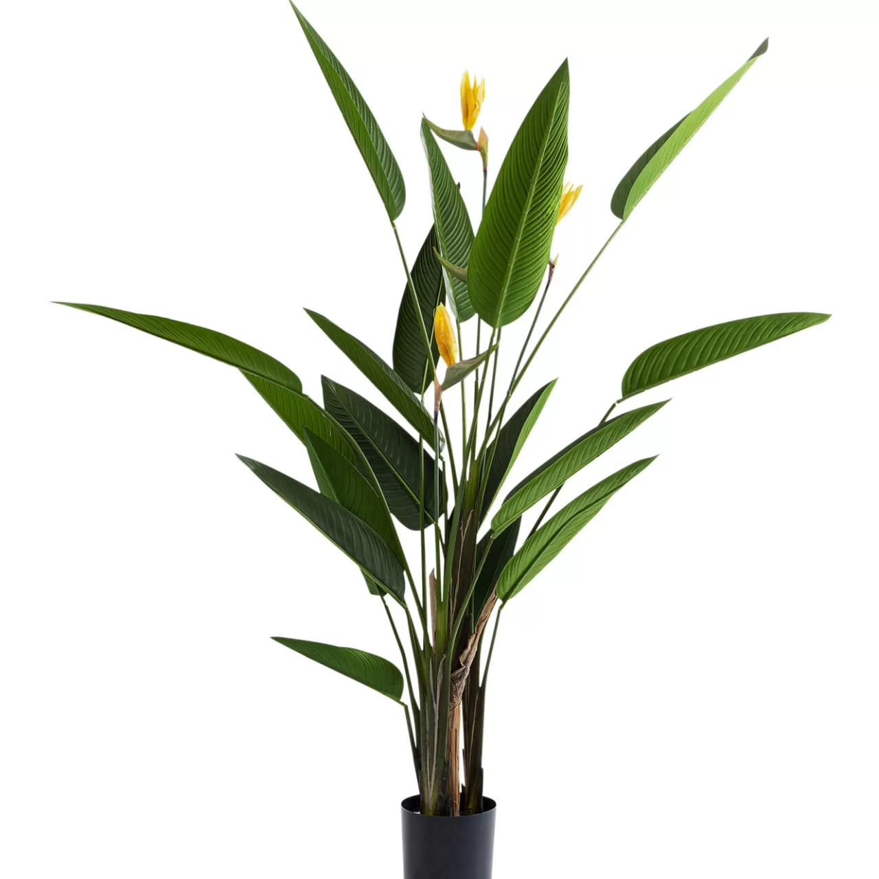 Plante Décorative Paradise Flowers 190Cm*KARE Design Store