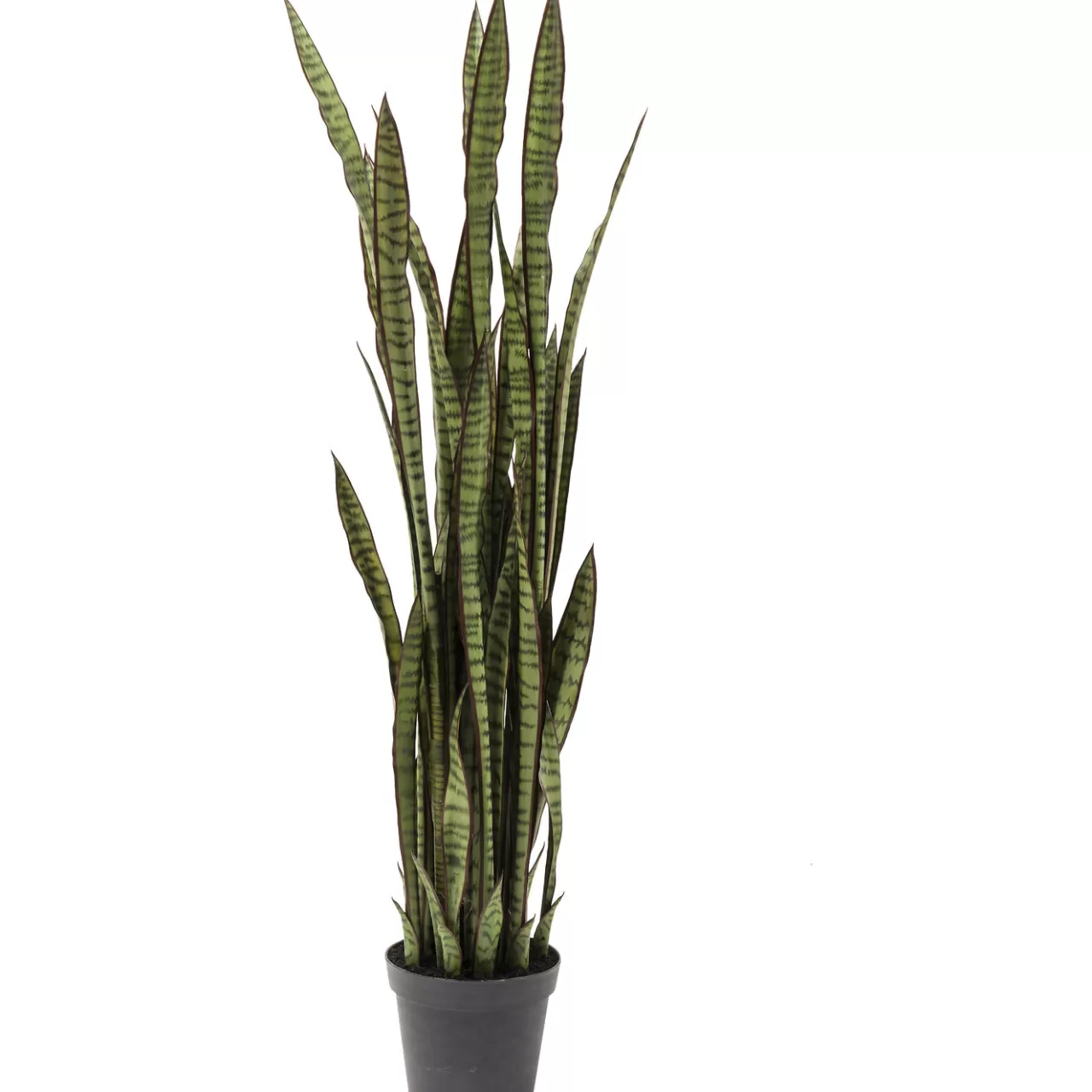 Plante Décorative Sansewieria 155Cm*KARE Design Hot