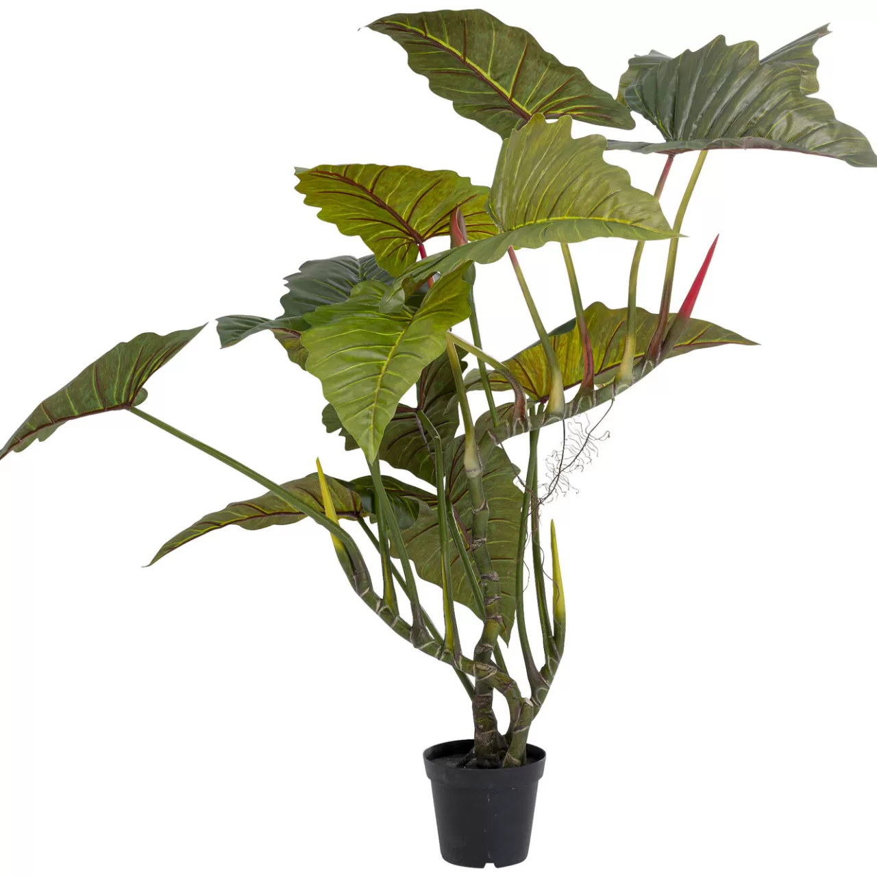 Plante Décorative Taro 180*KARE Design New