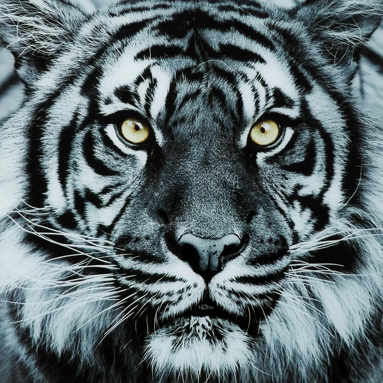 Tableau En Verre Face Tiger 80X80Cm*KARE Design Cheap