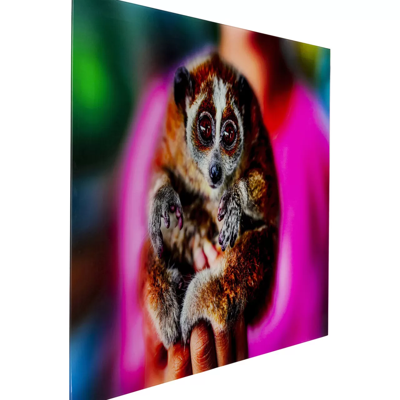 Tableau En Verre Slow Loris 80X120*KARE Design Flash Sale